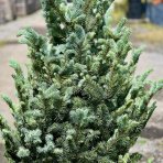 Smrek pichľavý (Picea pungens) ´SUPER BLUE´ - výška 140-160 cm, kont. C45L